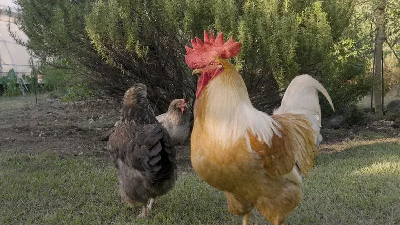 The Birds Who Lived Home - Where Did You All Go? still 1