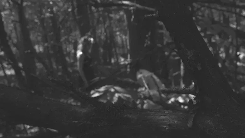 The Poet still 1