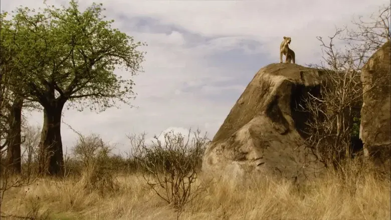 The Lions Rule still 2