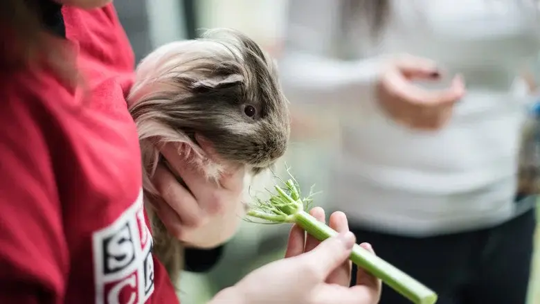 SPCA en action still 3