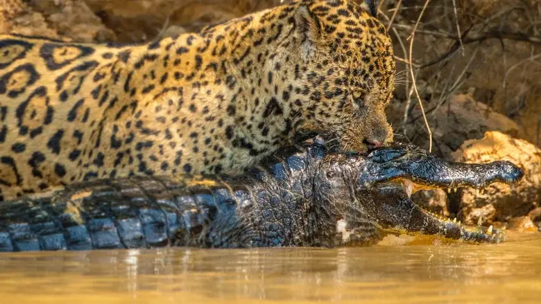 Jaguar vs. Croc still 8