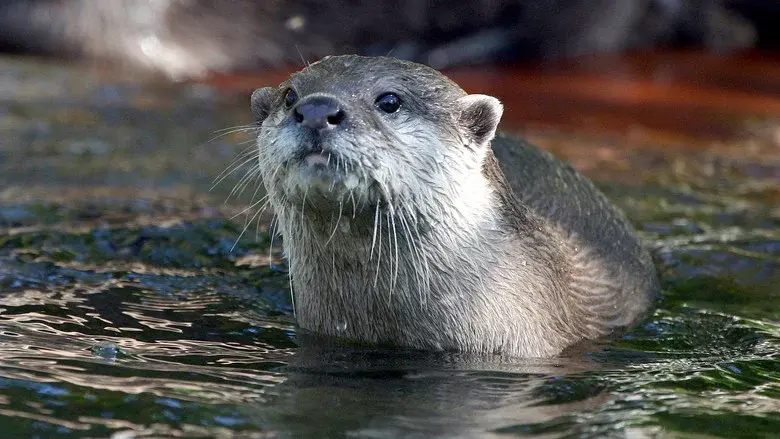 West Coast Otters still 1