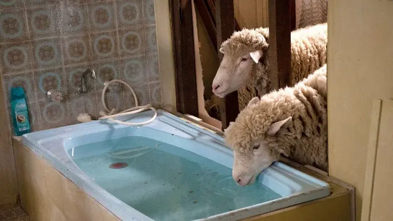 Rams still 6
