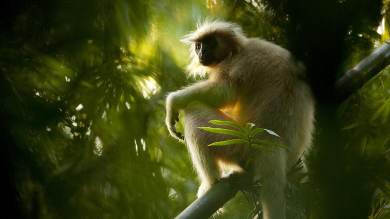 Secrets of Wild India still 6