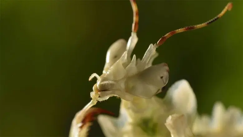 Micro Monsters with David Attenborough still 5