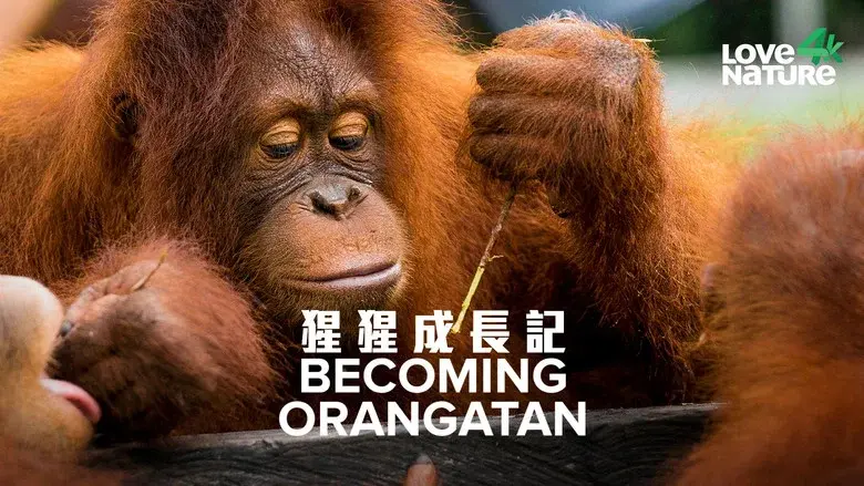 Becoming Orangutan still 2