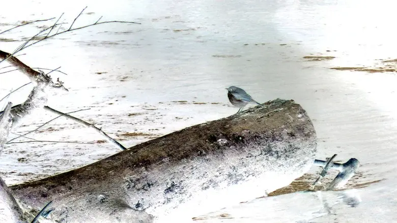 bird5.mp4 still 2