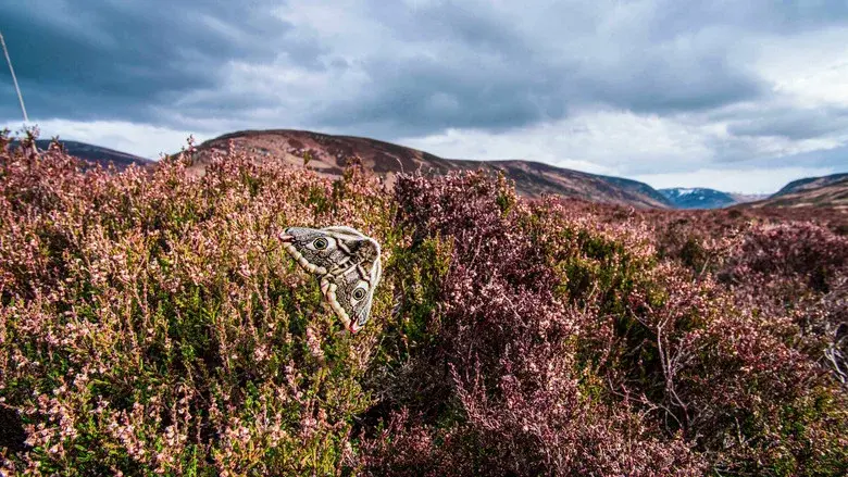 Scotland: A Year In The Wild still 1