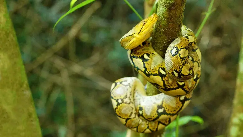 World's Deadliest Snakes still 2
