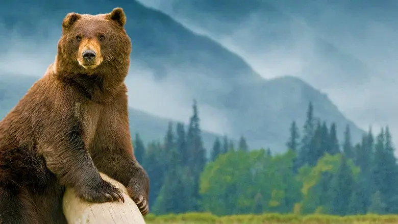 Kodiak still 3