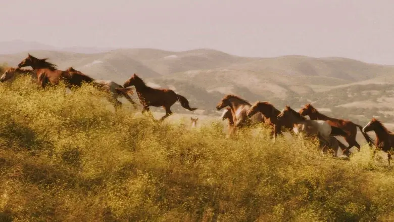 American Mustang still 6
