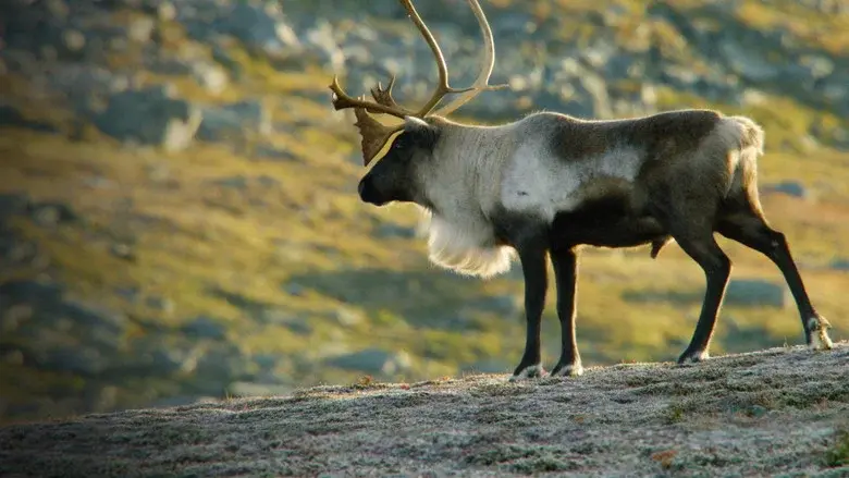 Wild Russia still 4