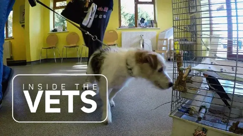 Inside the Vets still 1