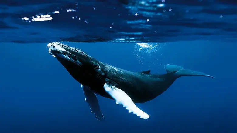 Kingdom of the Oceans still 1