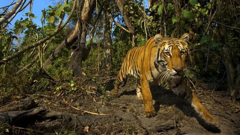 Lost Land of the Tiger still 1