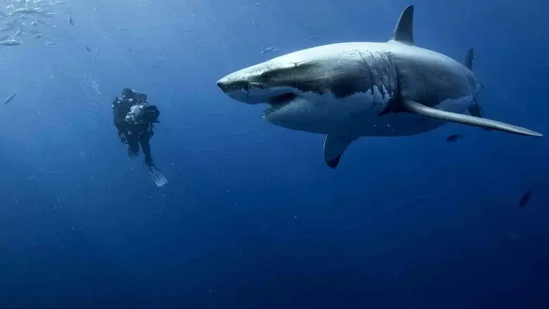 Oceans still 4
