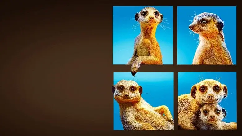 Meet The Meerkats still 4
