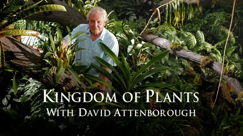 Kingdom of Plants still 3