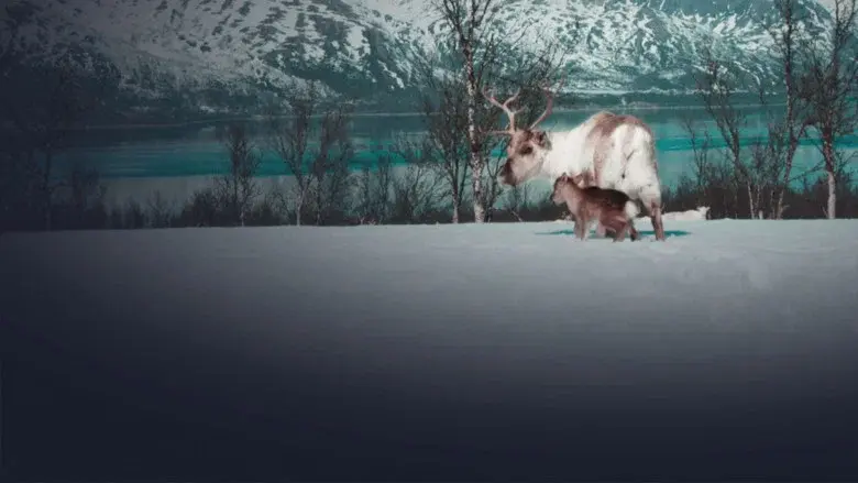 A Reindeer's Journey still 7