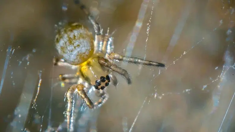Nos chères bestioles still 1