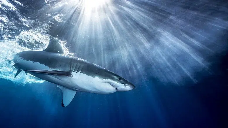 Shark still 1