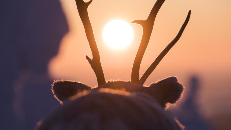 A Reindeer's Journey still 4