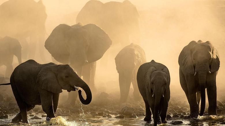 Life at the Waterhole still 1
