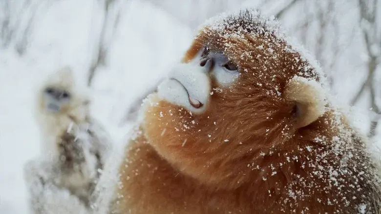 Souvenirs d'un singe doré still 2
