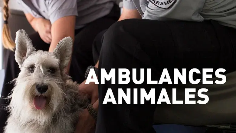 Ambulances animales still 1