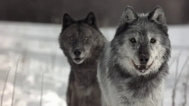Wild Yellowstone still 4