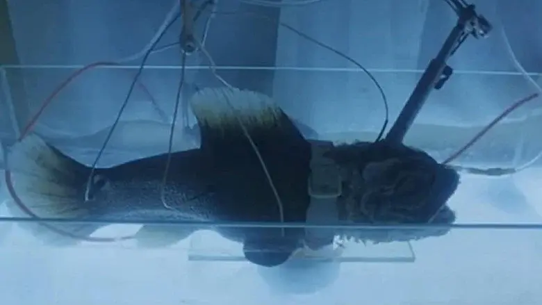 Creatures from the Abyss still 4