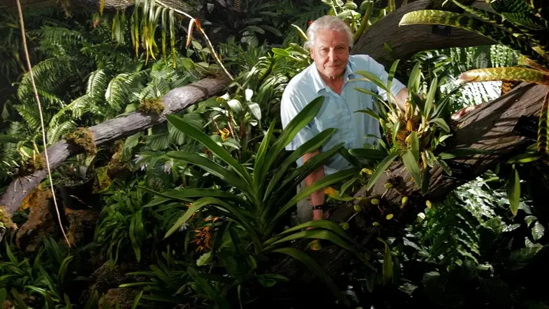 Kingdom of Plants still 2