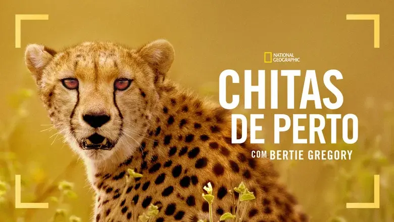 Cheetahs Up Close with Bertie Gregory still 6