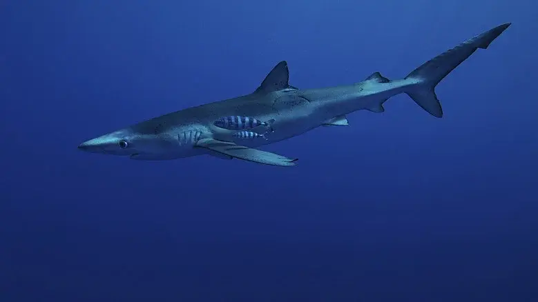 Our Earth - Our Oceans still 5