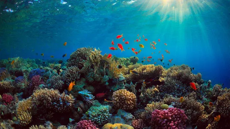 Can We Save the Reef? still 1