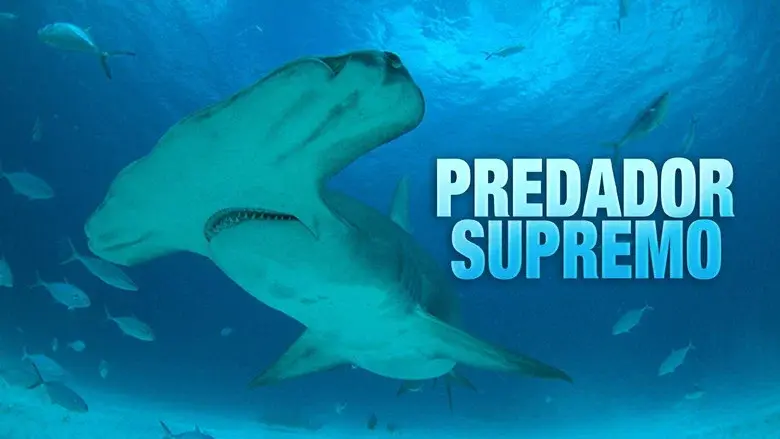 Mega Hammerhead: Ultimate Predator still 2