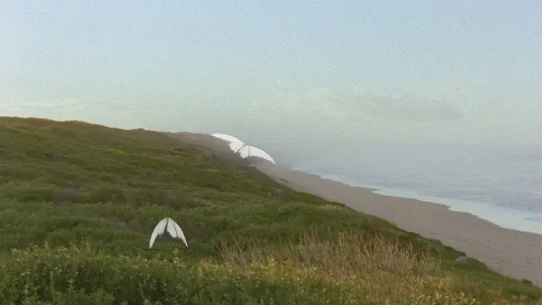 Reel #1: Surfing with Butterflies still 2