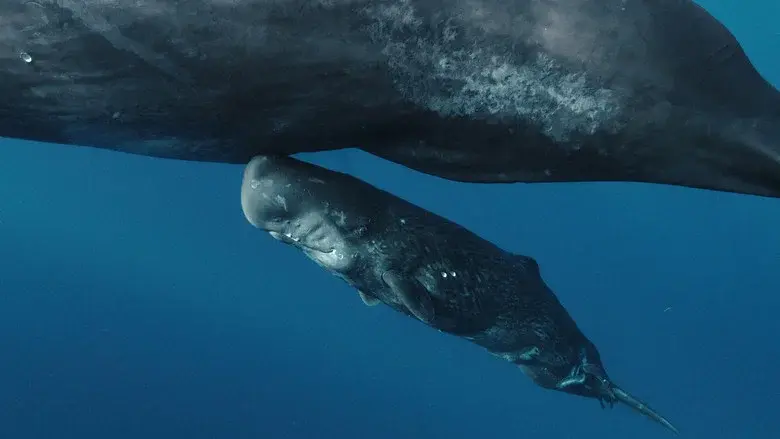 Whales and I still 1