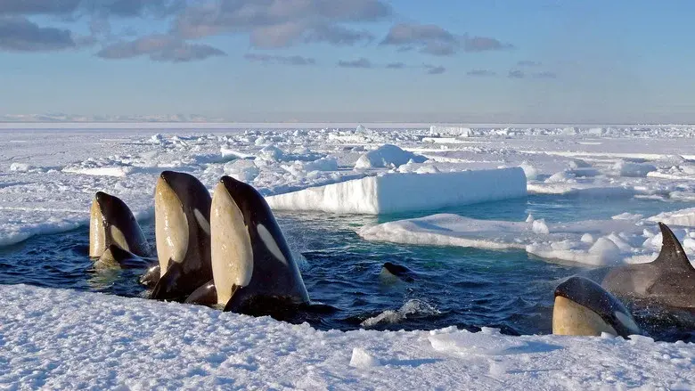 Frozen Planet still 5