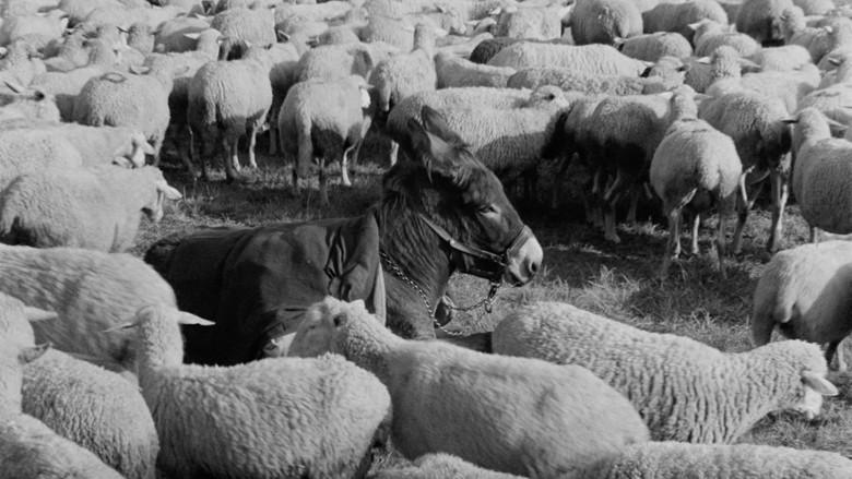 Au Hasard Balthazar still 4