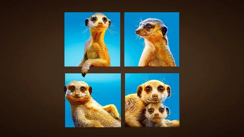 Meet The Meerkats still 1