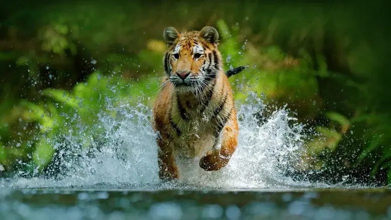 Wild Russia still 2