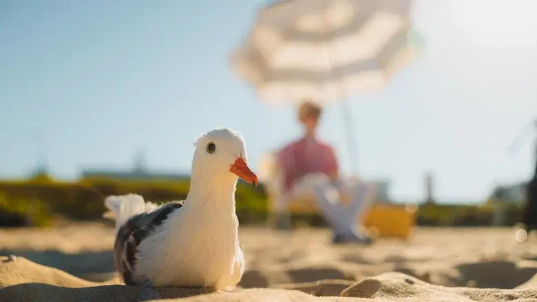 Seagulls & Stripes still 1