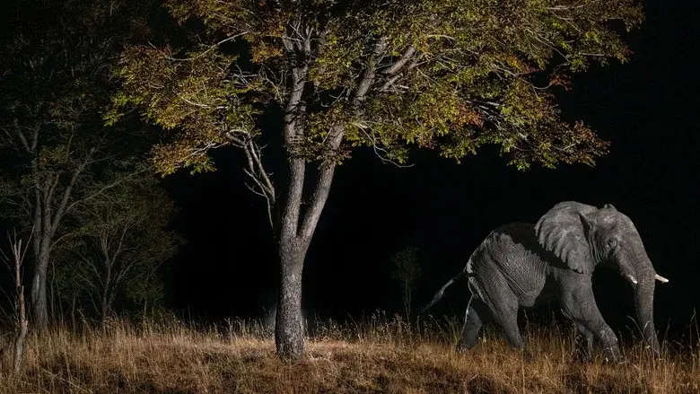 Ghost Elephants still 6