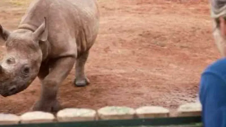 The Last Horns Of Africa still 1