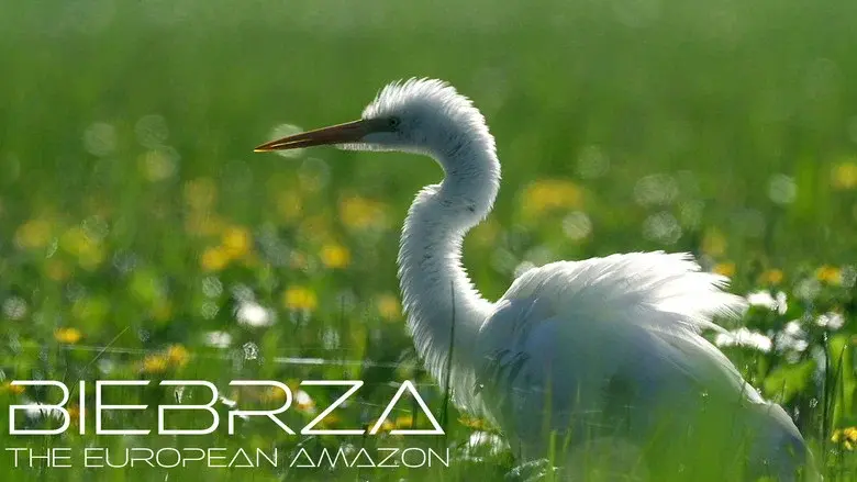 Biebrza: The European Amazon still 1