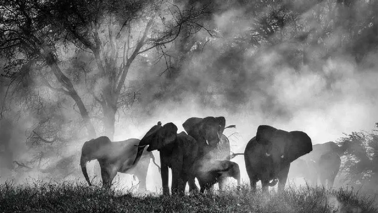 Ghost Elephants still 4
