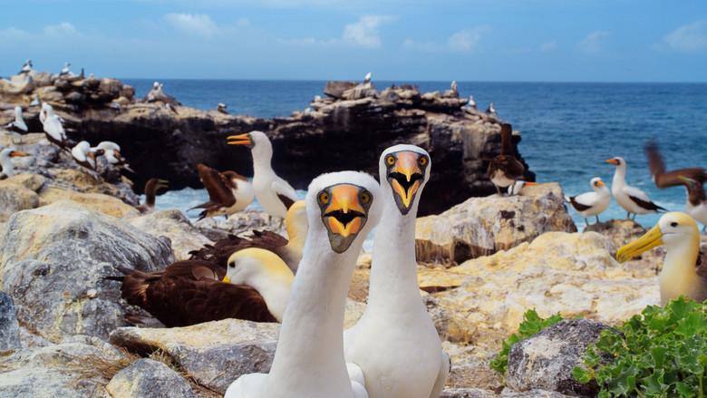 Galapagos 3D with David Attenborough still 1