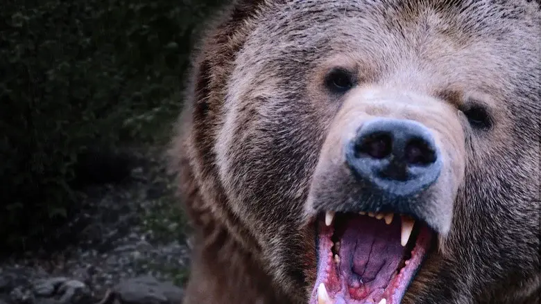 Kodiak still 1