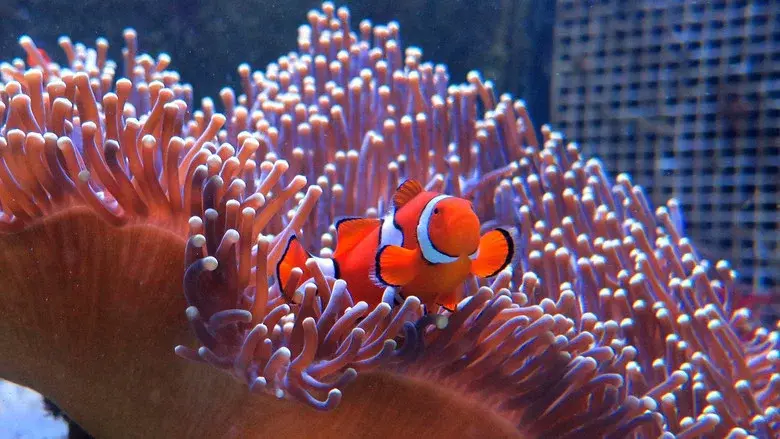 Great Barrier Reef with David Attenborough still 6